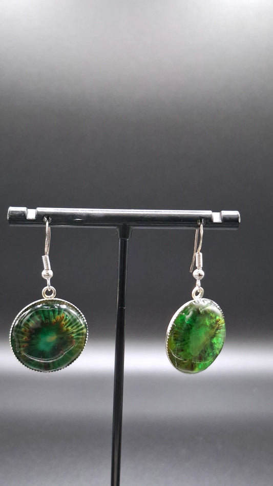 Real kiwi earrings in dome
